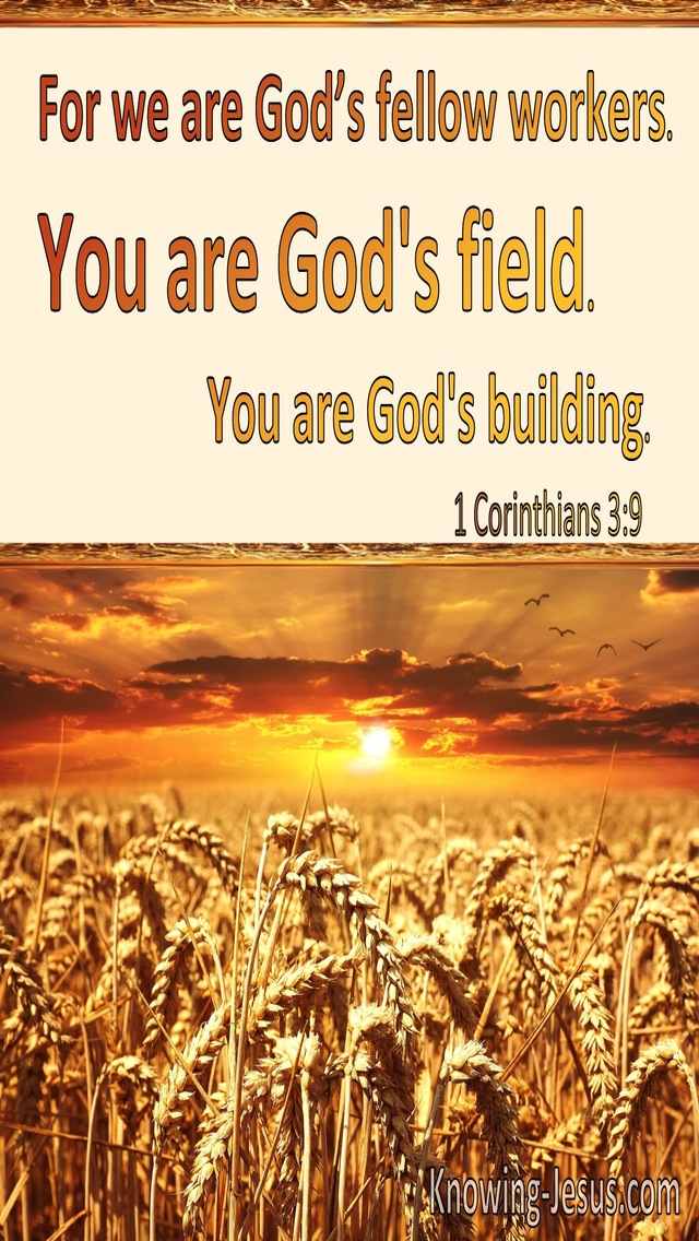 1 Corinthians 3:9 We Are Gods Fellow Workers You Are Gods Field And Building (yellow)